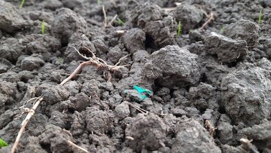 Plastik_Acker.jpg Plastikmüll im Ackerboden