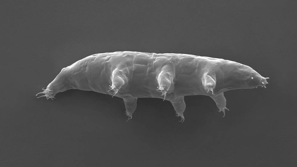 Milnesium inceptum