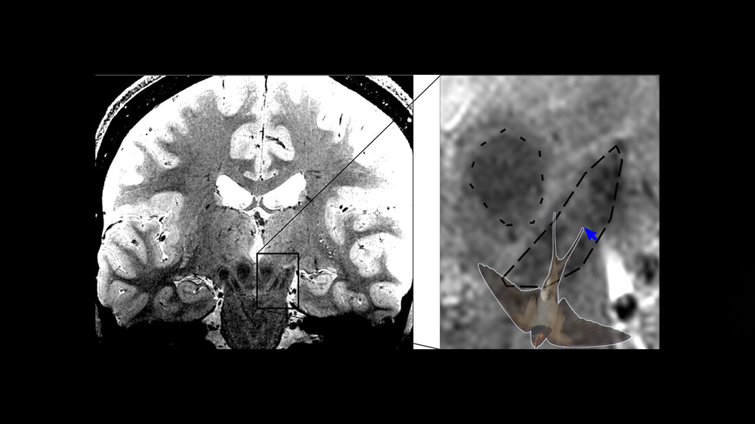 Abbildung des Schwalbenschwanzzeichens 