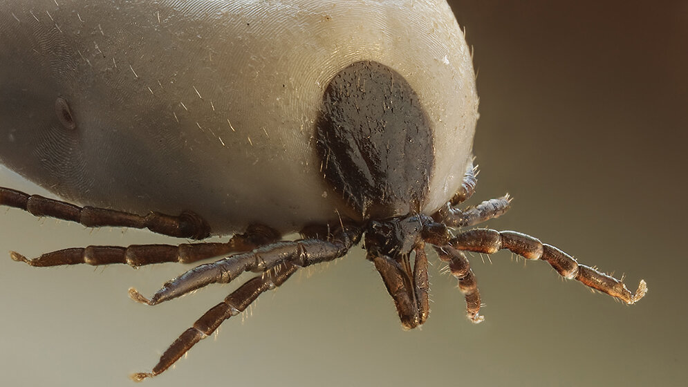 Frühsommer-Meningoenzephalitis