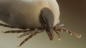 Frühsommer-Meningoenzephalitis