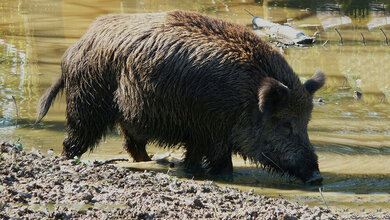 Zoonoseerreger Alaria alata