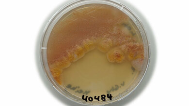 Bakterienkultur DSMZ