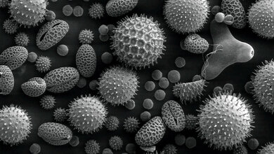 Allergologie (Teil 1)