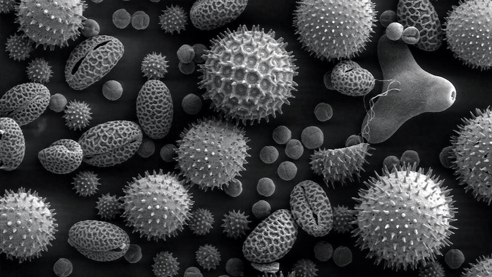 Allergologie (Teil 1)