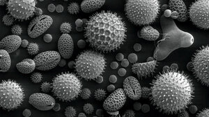 Allergologie (Teil 1)