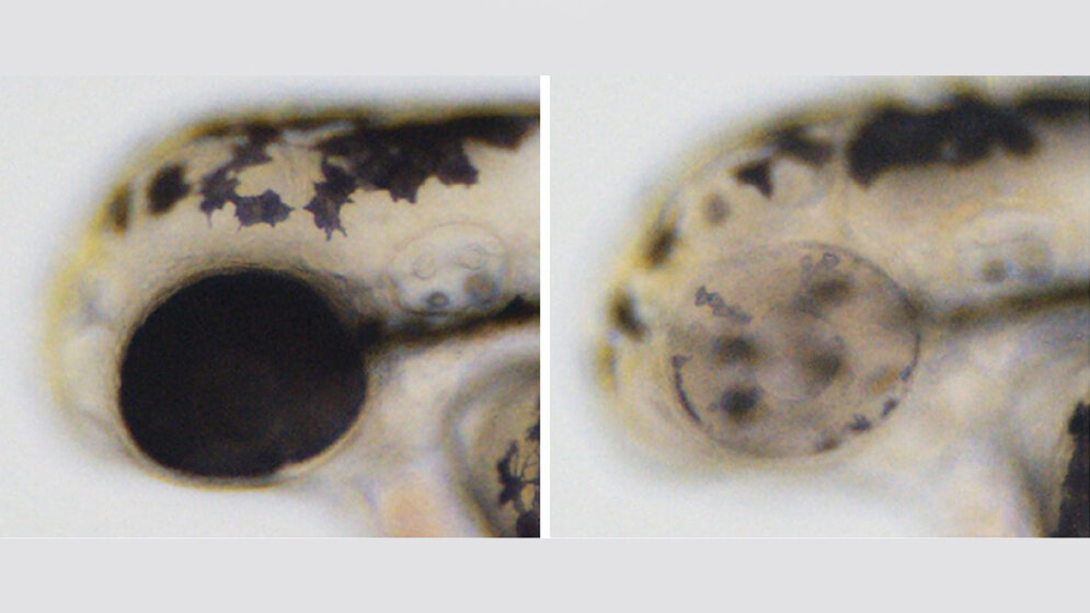 Cre_Controlled_CRISPR_in_Aktion_Stefan_Hans.jpg Cre-Controlled CRISPR in Aktion