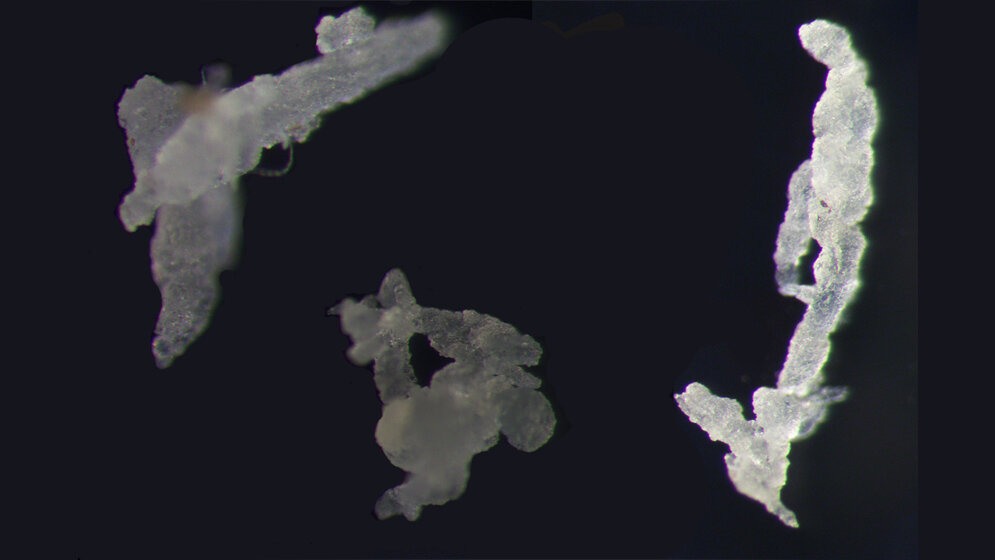 EPDM_Hildebrandt_et_al_2021.jpg Mikroskopaufnahme von EPDM