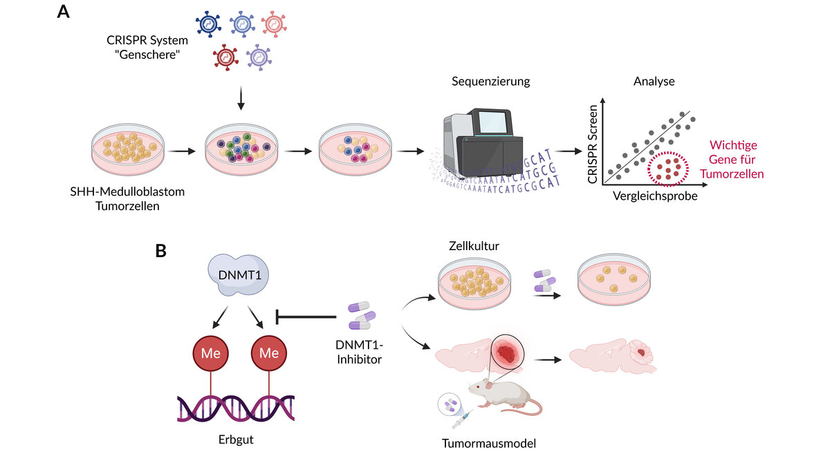 Schematische Darstellung von CRISPR-Experimenten zur Analyse von SHH-Medulloblastom-Tumorzellen und der Wirkung von DNMT1-Inhibitoren in Zellkultur und Tumormausmodellen.