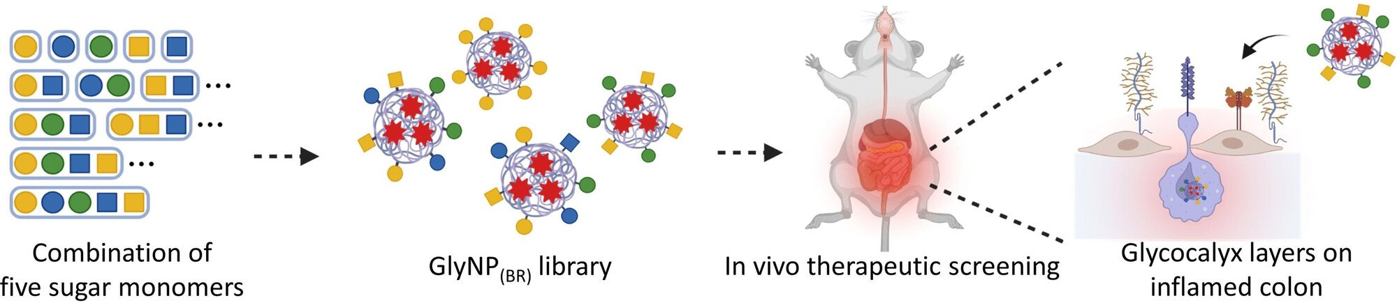 Nanomedizin gegen chronische Darmentzündungen 