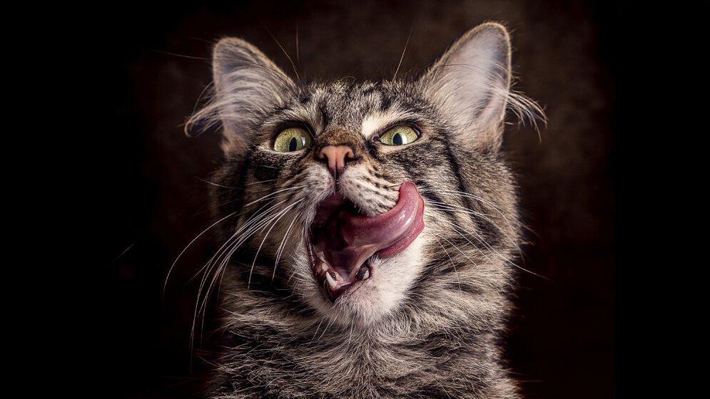 Katze_AdobeStock.jpg Katzen sind gefährdet