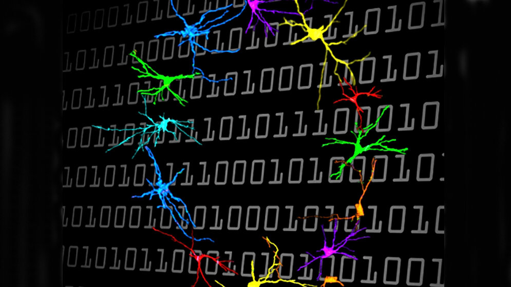 Leere_Mengen_als_Teil_des_Zahlenstrahls_Andreas_Nieder_Universitaet_Tuebingen_21042016.jpg Nervenzellen