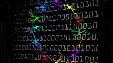 Leere_Mengen_als_Teil_des_Zahlenstrahls_Andreas_Nieder_Universitaet_Tuebingen_21042016.jpg Nervenzellen