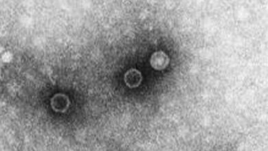 Poliovirus