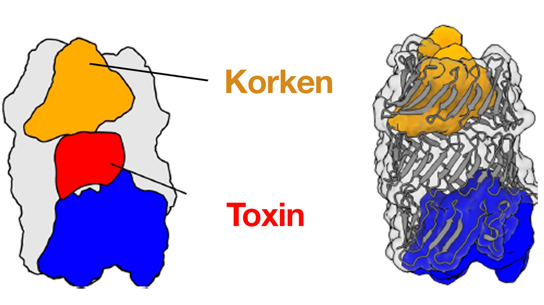 3D_Struktur_des_RhsA_Effektors.jpg 3-D-Struktur des RhsA-Effektors von Pseudomonas protegens