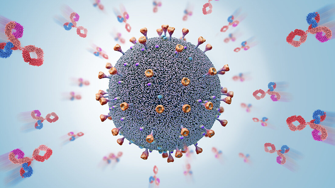 Immunflucht: Keine Chance gegen Omikron-Untervariante BQ.1.1 mit Antikörpertherapien?