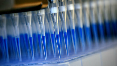 Blau_eingefaerbtes_Abstrichmaterial.jpg Blau eingefärbtes Abstrichmaterial