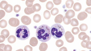 Granulopoese (Teil 3)