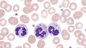 Granulopoese (Teil 3)