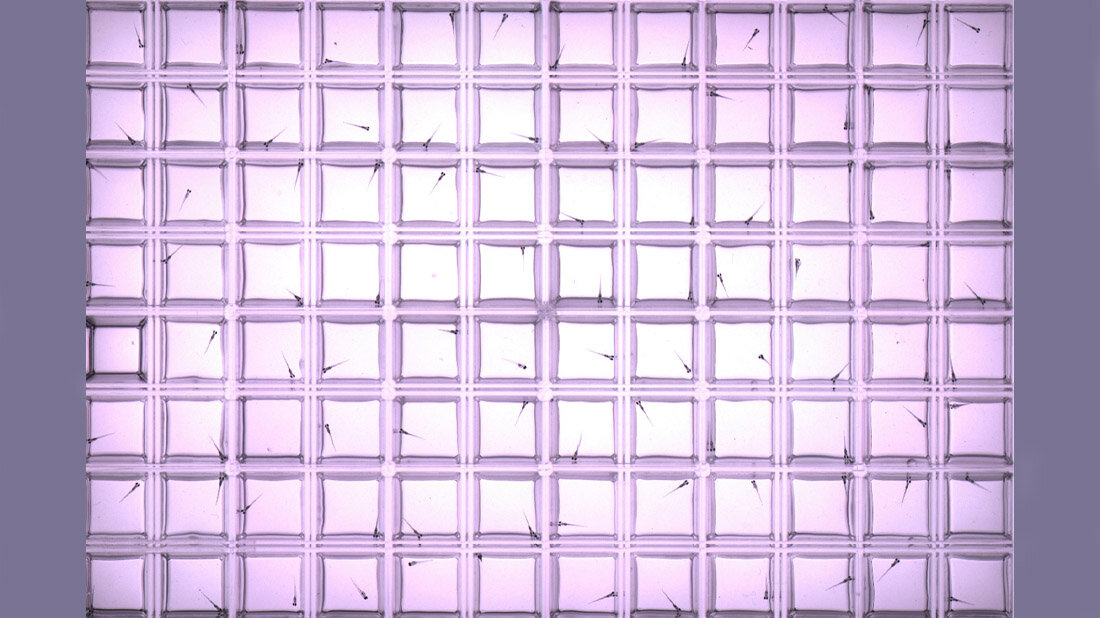 Zebrafisch-Larven in Versuchsplatte für Schwimmverhaltenstest.