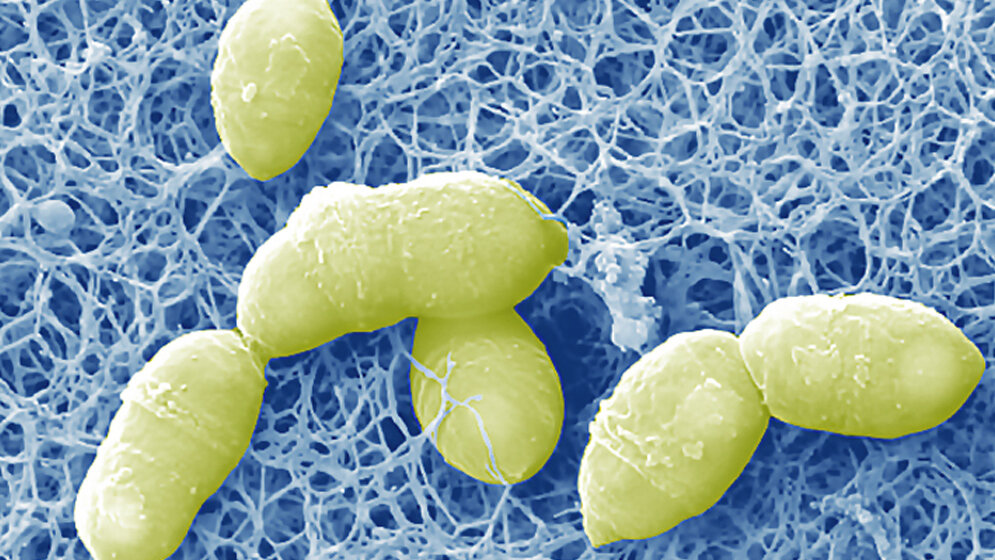 Enteroscipio rubneri 