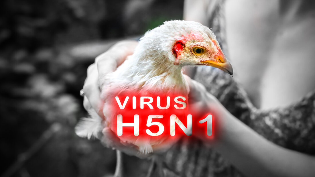 H5N1_Ausweitung.jpg Vogel mit H5N1