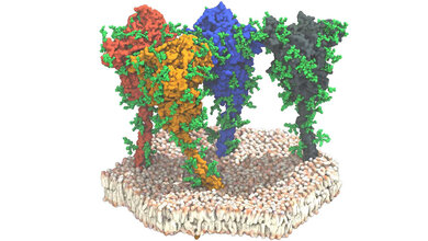 Simulation_von_vier_Spike_Proteinen_MPI_Biophysik.jpg Simulation von vier Spike-Proteinen