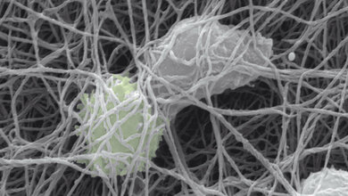 B-Zelle bindet T-Zelle