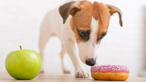 Foto eines Hundes zwischen einem Donut und einem Apfel