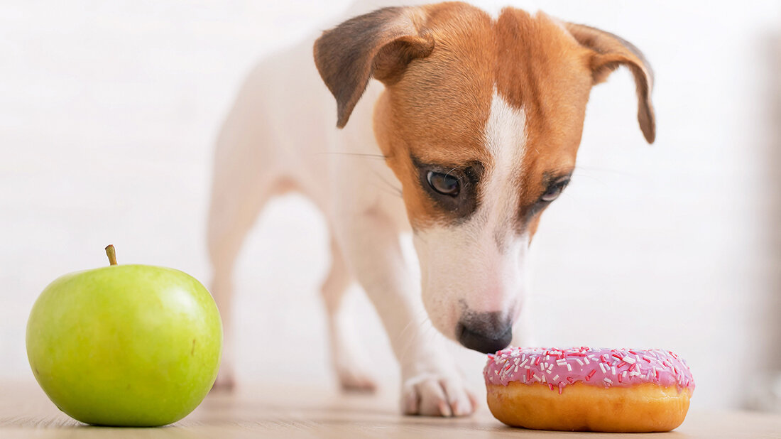 Foto eines Hundes zwischen einem Donut und einem Apfel