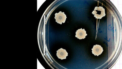 Das Foto zeigt Biofilme aus dem Wildtyp Bacillus subtilis.