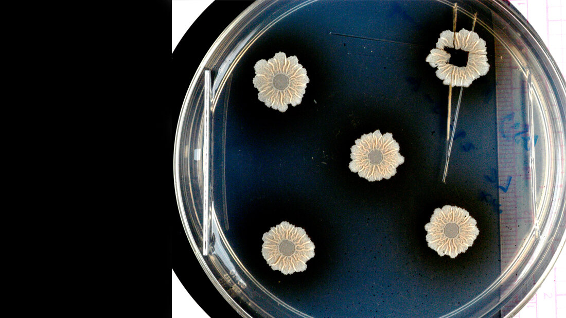 Das Foto zeigt Biofilme aus dem Wildtyp Bacillus subtilis.