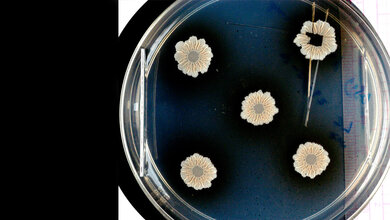 Das Foto zeigt Biofilme aus dem Wildtyp Bacillus subtilis.