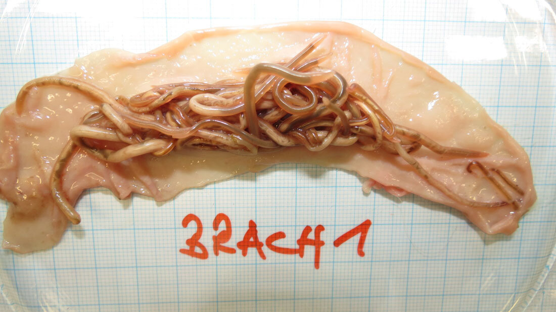 Baylisascaris procyonis im Darm eines Waschbären.