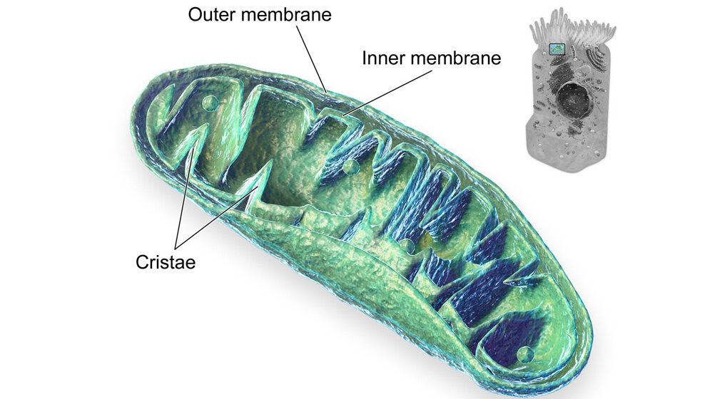Mitochondrien_Blausen_com.jpg Mitochondrien