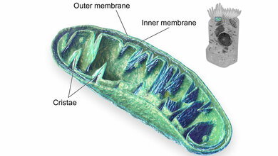 Mitochondrien_Blausen_com.jpg Mitochondrien