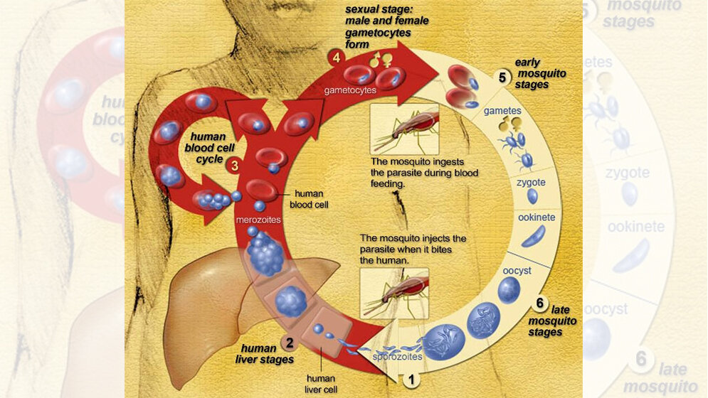 SC83288 wirkt gegen die späten Stadien der Malaria.