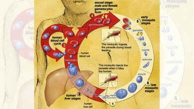 SC83288 wirkt gegen die späten Stadien der Malaria.