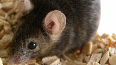 speziell gezüchtete Mäuse