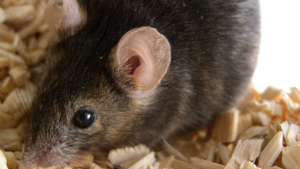 speziell gezüchtete Mäuse