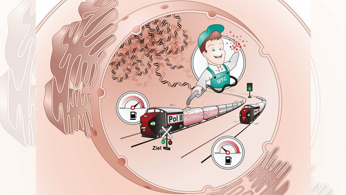Transkriptionsfaktoren bei bösartigen Erkrankungen hemmen? MTDialog