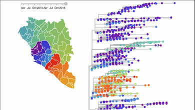 Rekonstruierter Stammbaum der Genome