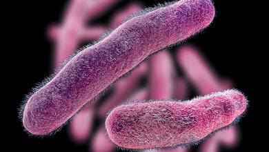 Shigella bacteria