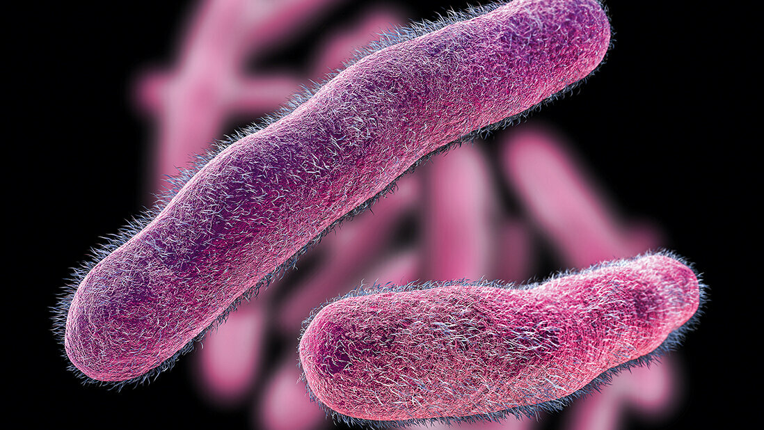 Shigella bacteria