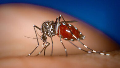 Karibikurlaub mit Folgen – Chikungunya-Fieber Infektiologie