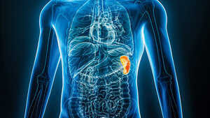 Grafische Darstellung der Lage der Milz