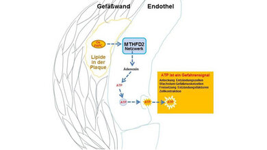 MTHFD2-Netzwerk