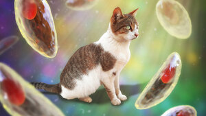 Titelbild des Fachbeitrags über Toxoplasma gondii