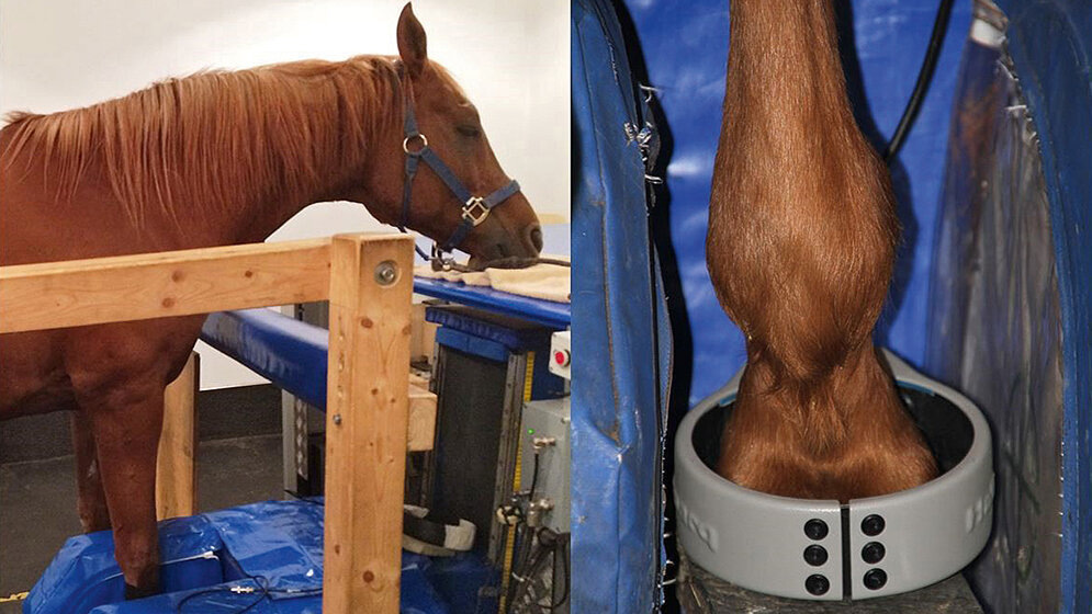 Veterinary medicine