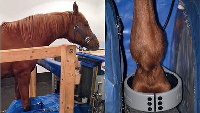 Beispielhafte Positionierung eines sedierten Pferdes im Stehend-MRT mit Spule